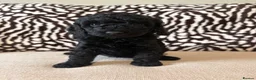 Mixed Breed dogs for sale: Double doodles  - Advert 13
