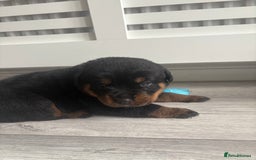 Rottweiler dogs for sale: Rottweiler puppies for sale - Image 6