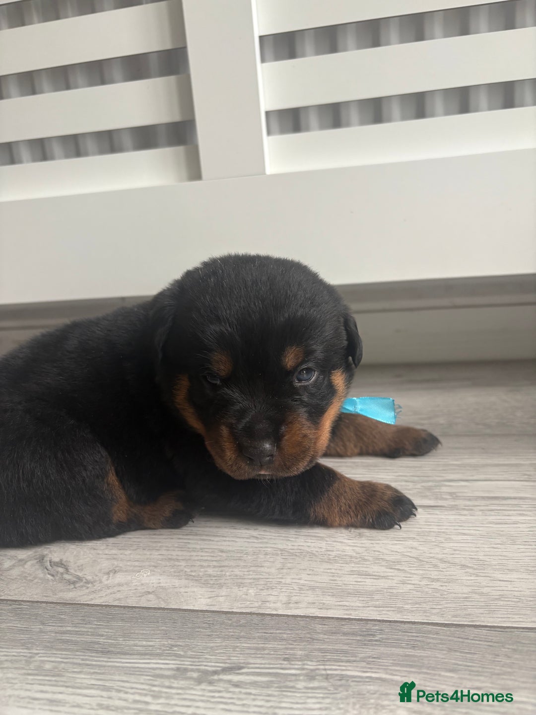 Rottweiler dogs for sale: Rottweiler puppies for sale - Image 6