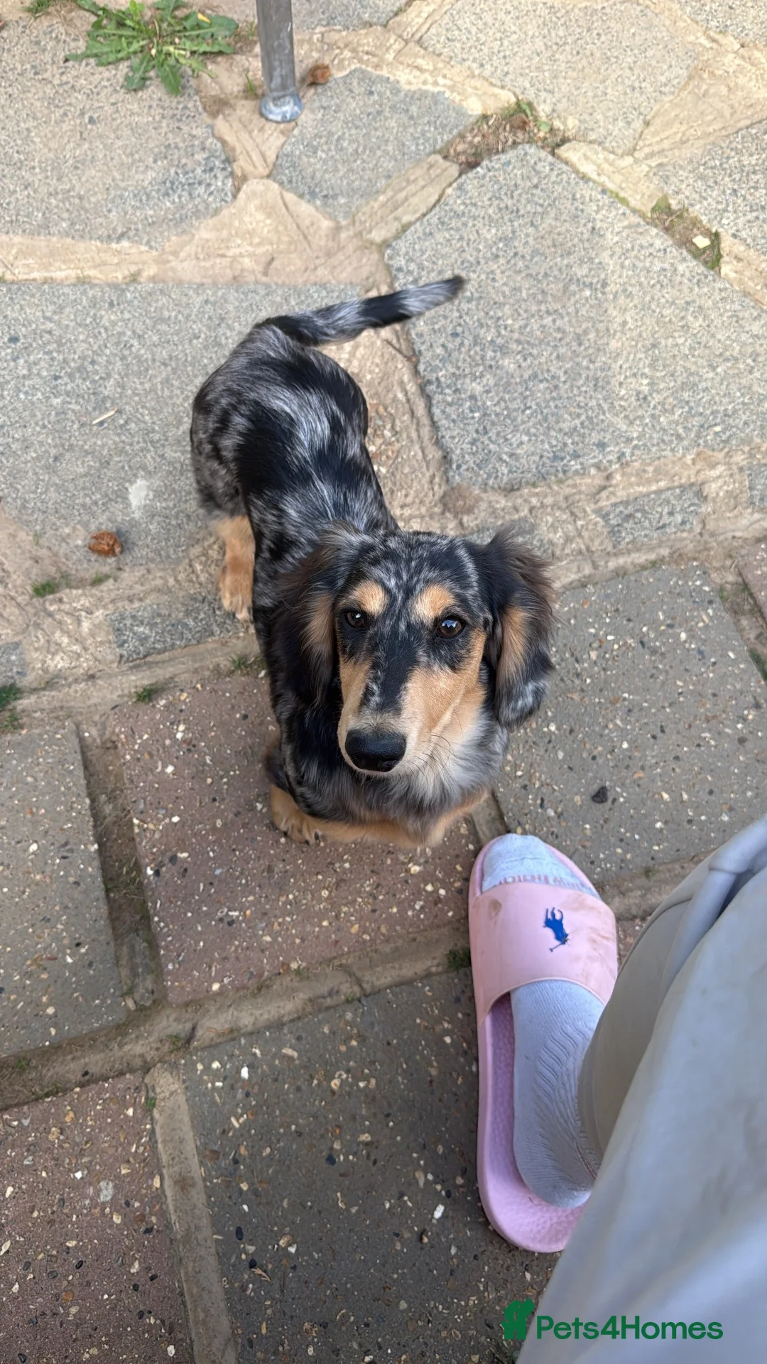 Miniature Dachshund dogs for sale: KC Reg Silver Dapple Girl🤍 - Advert 2