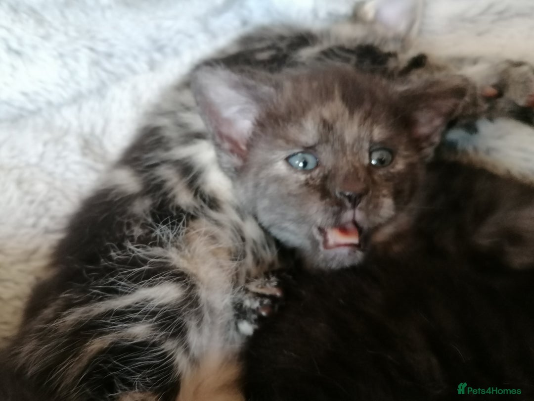 Domestic Shorthair cats for sale: Stunning kittens for sale  - Image 23