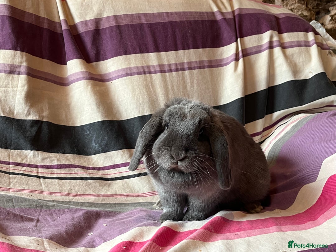 Mini Lop rabbits for sale: One pure mini lop female rabbit - Advert 2