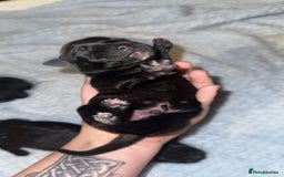 Staffordshire Bull Terrier dogs for sale: Staffordshire bull terrier puppies   - Advert 2