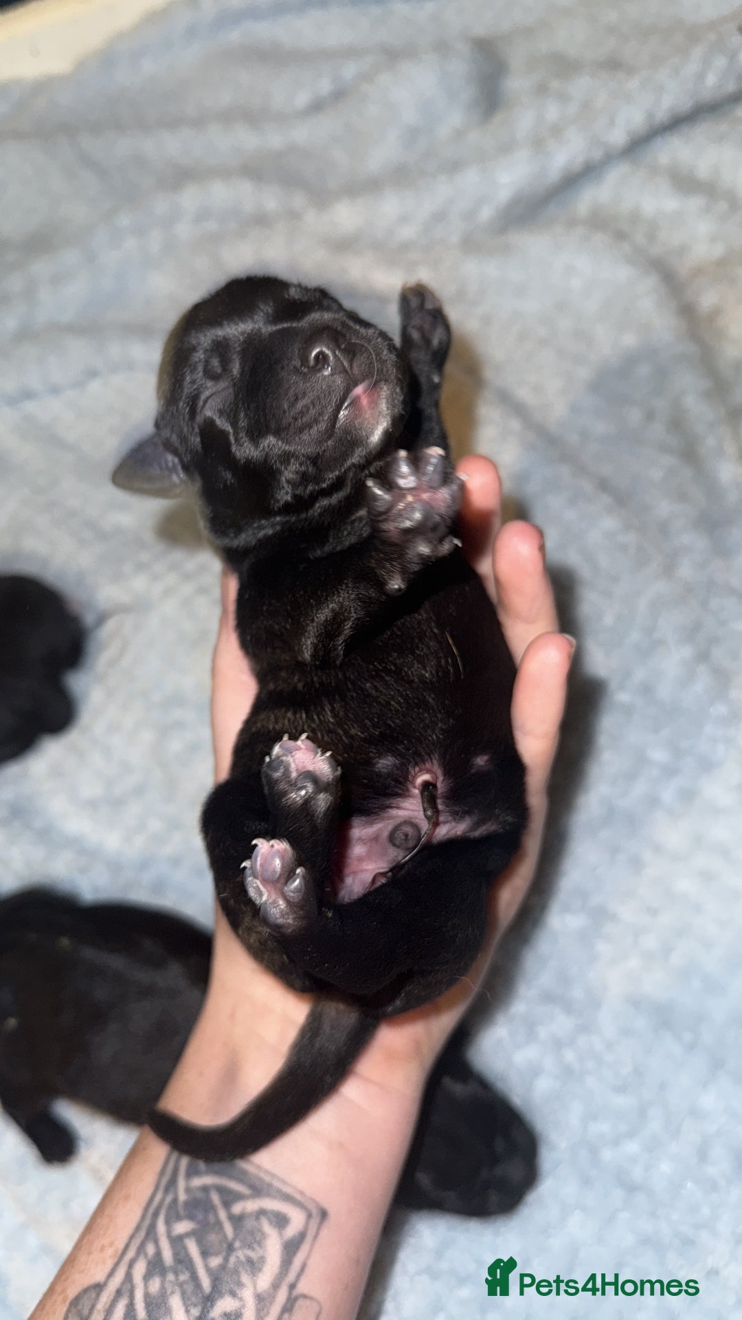 Staffordshire Bull Terrier dogs for sale: Staffordshire bull terrier puppies   - Advert 2