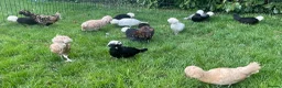 Chickens poultry for sale: Polish bantams - Advert 5
