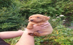 Labrador Retriever dogs for sale: Health Tested Fox Red Puppies for Sale - Image 21