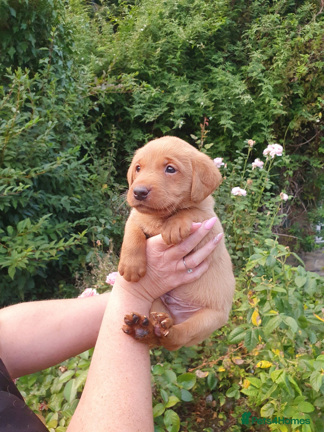 Labrador Retriever dogs for sale: Health Tested Fox Red Puppies for Sale - Image 21