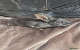 Dutch rabbits for sale: 7 rabbits looking for their forever homes - Advert 4