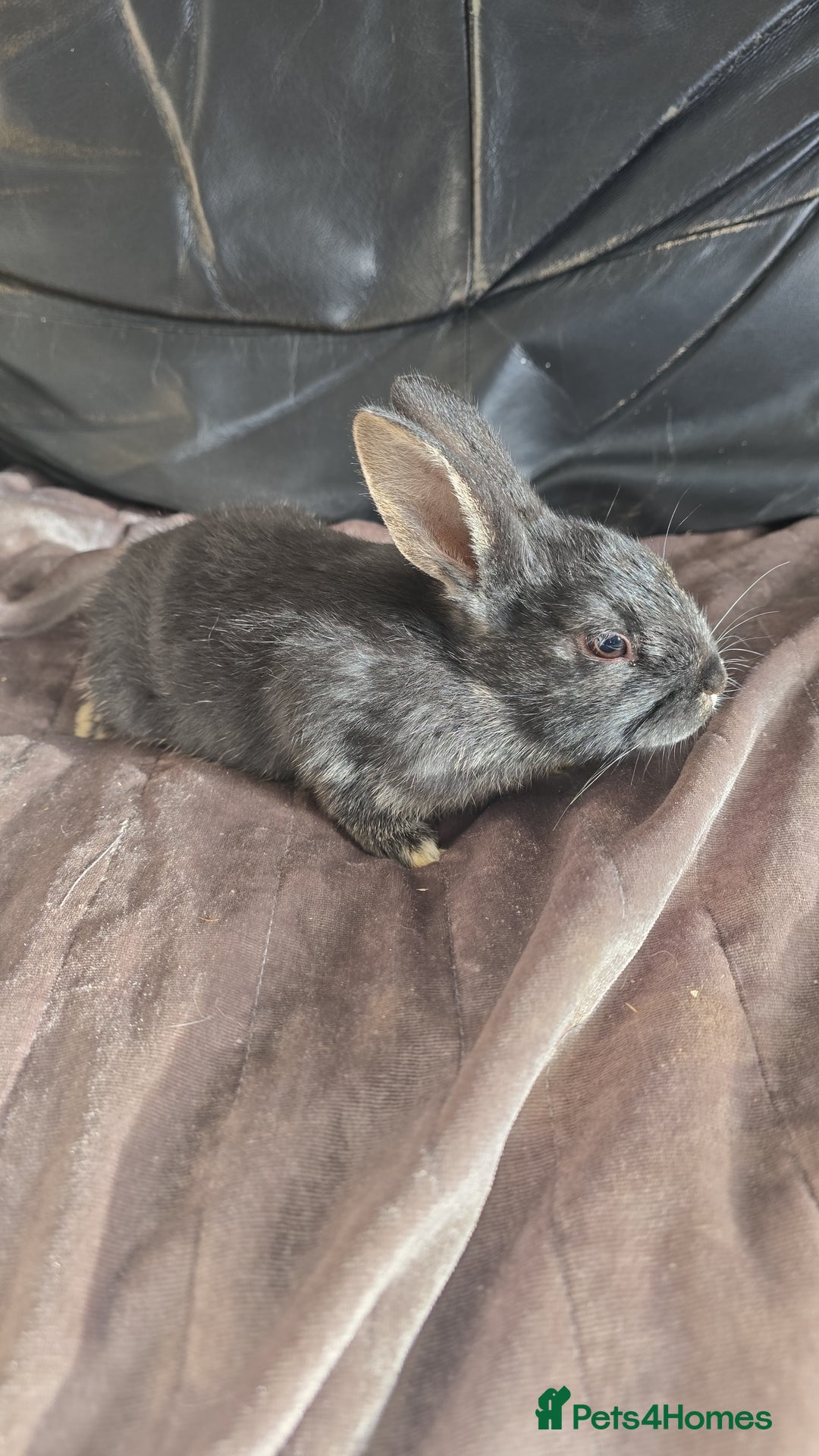 Dutch rabbits for sale: 7 rabbits looking for their forever homes - Advert 4