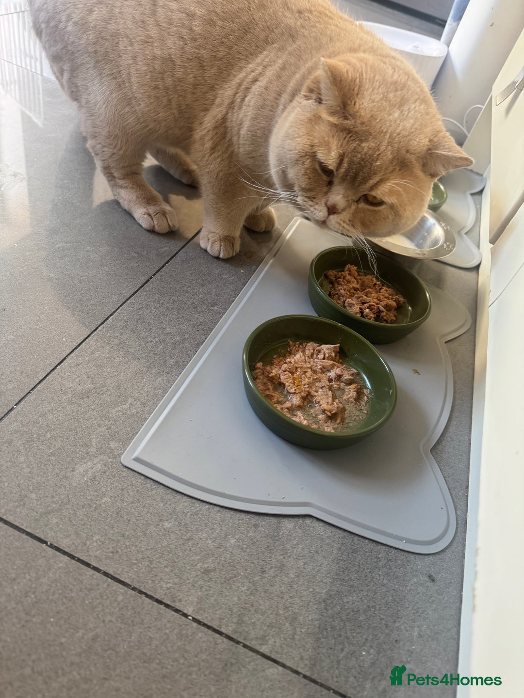 Bengal cats for sale: Bengal x British short hair kittens ready soon 15t - Advert 6