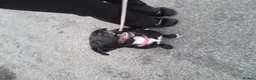 Staffordshire Bull Terrier dogs for sale: Gorgeous mayeh  - Advert 15