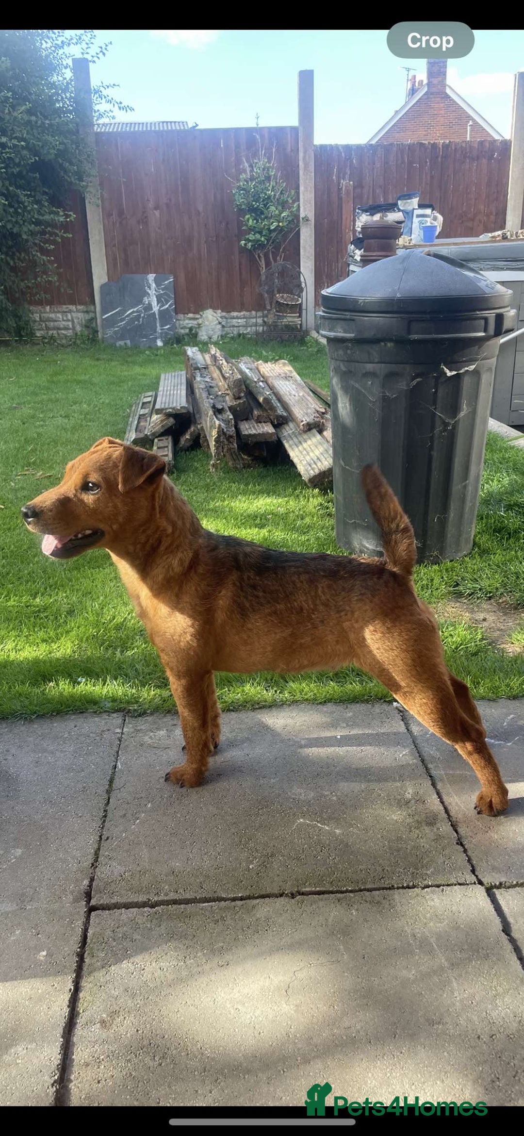 Lakeland Terrier dogs for sale: Red Lakeland terrier bitch - Image 5