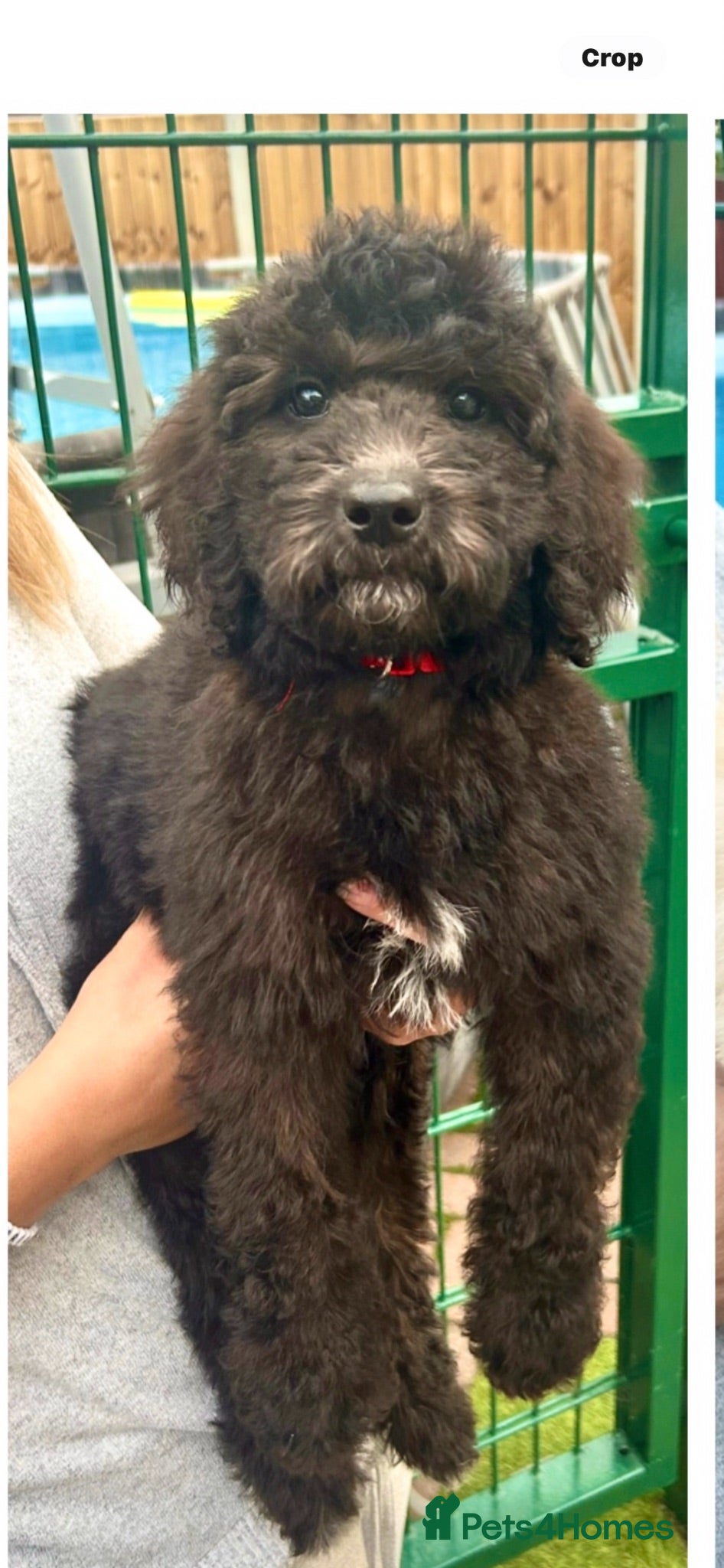 Labradoodle dogs Chunky health tested f1bb standard labradoodles  - Advert 2