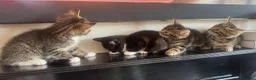 Mixed Breed cats for sale: 4, 8 week old kittens  - Advert 20