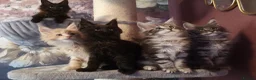 Maine Coon cats for sale: TICA reg HEALTH CHECKED Maine Coons - Advert 11