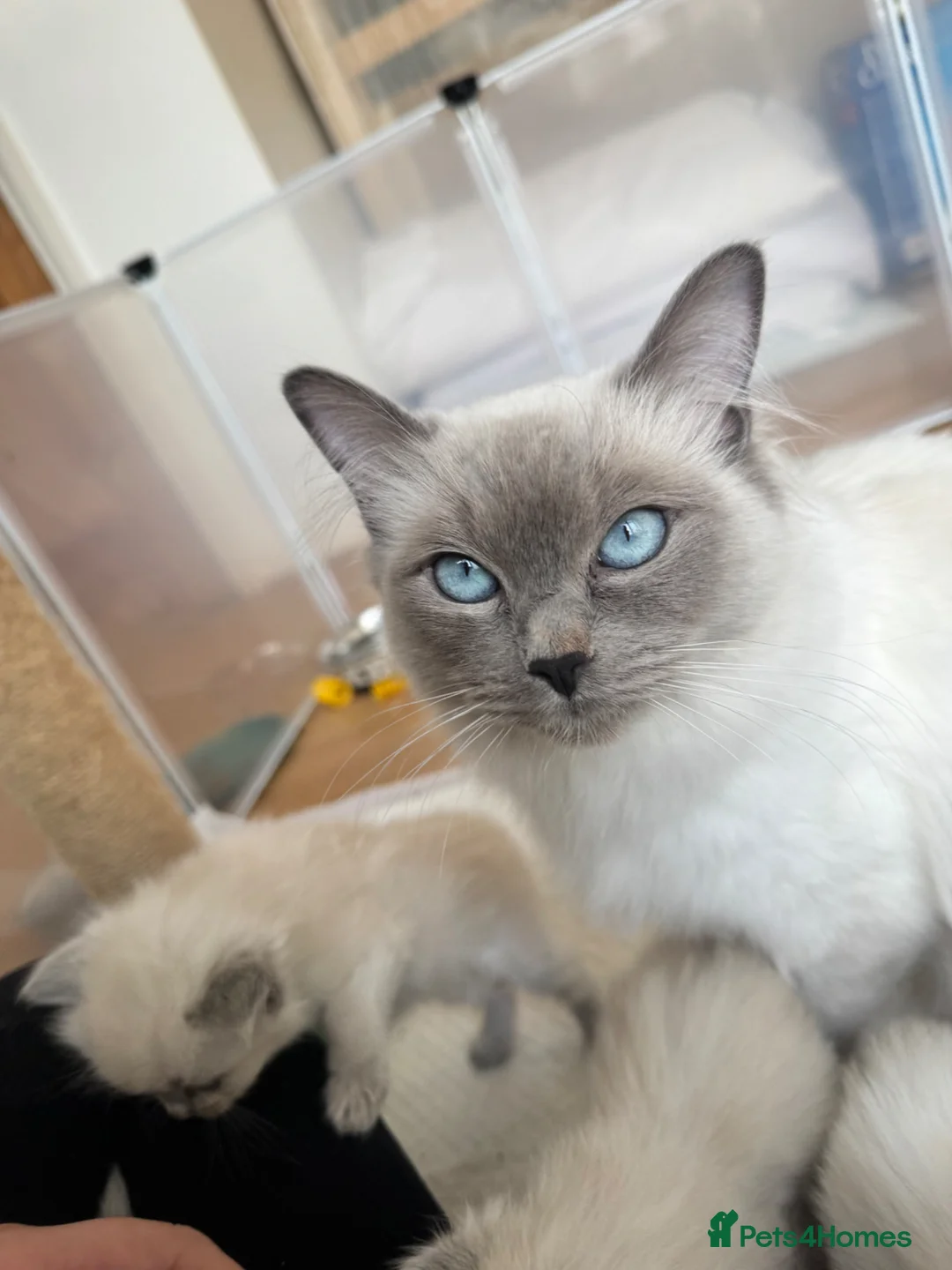 Ragdoll cats for sale: 1 male kitten ready to leave  - Advert 2