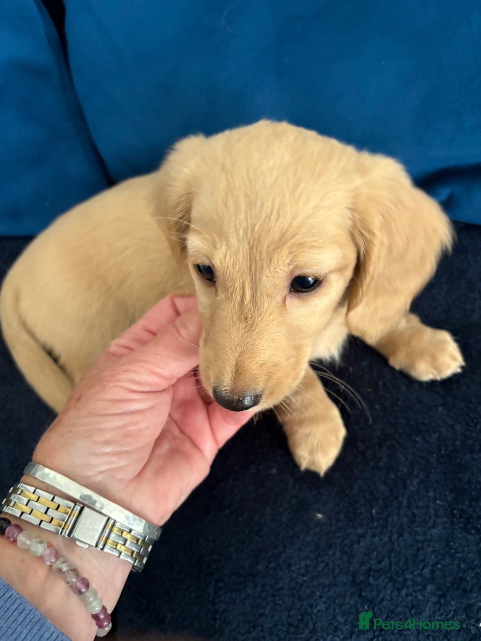 Miniature Dachshund dogs LAST LITTLE GIRL Pure cream long haired pup - Advert 1