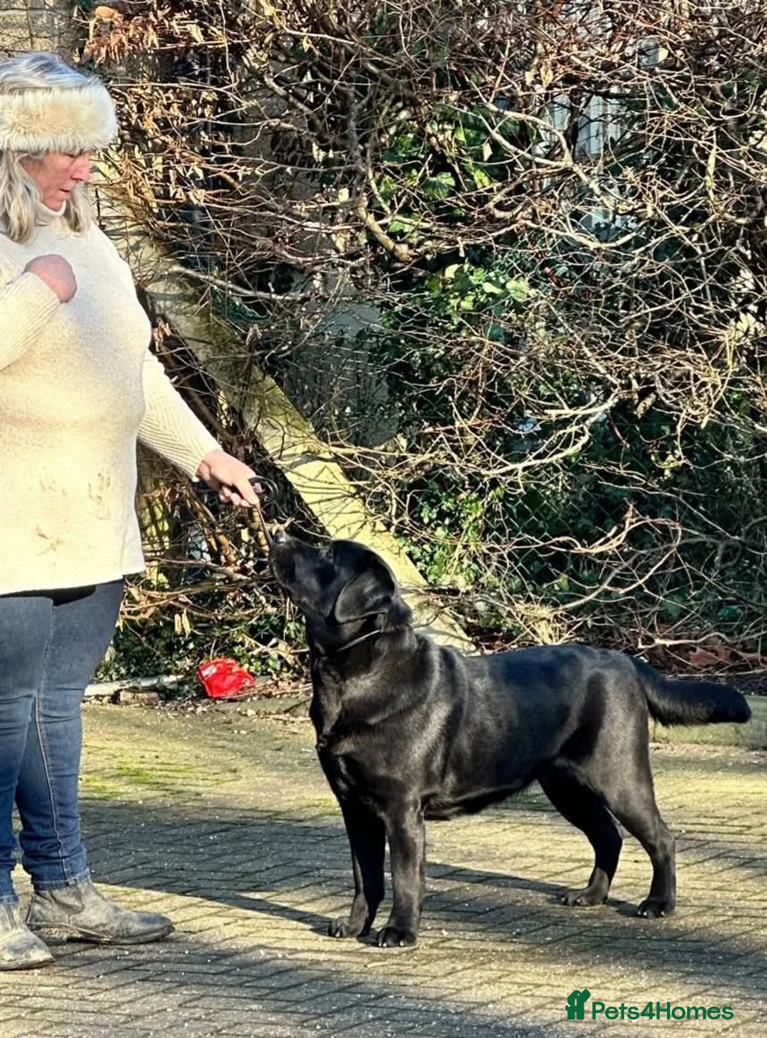 Labrador Retriever dogs for sale: KC registered Health Tested Labrador Puppy - Advert 8