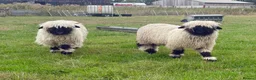 Sheep livestock for sale: Swiss Valais Lambs for sale - Advert 2