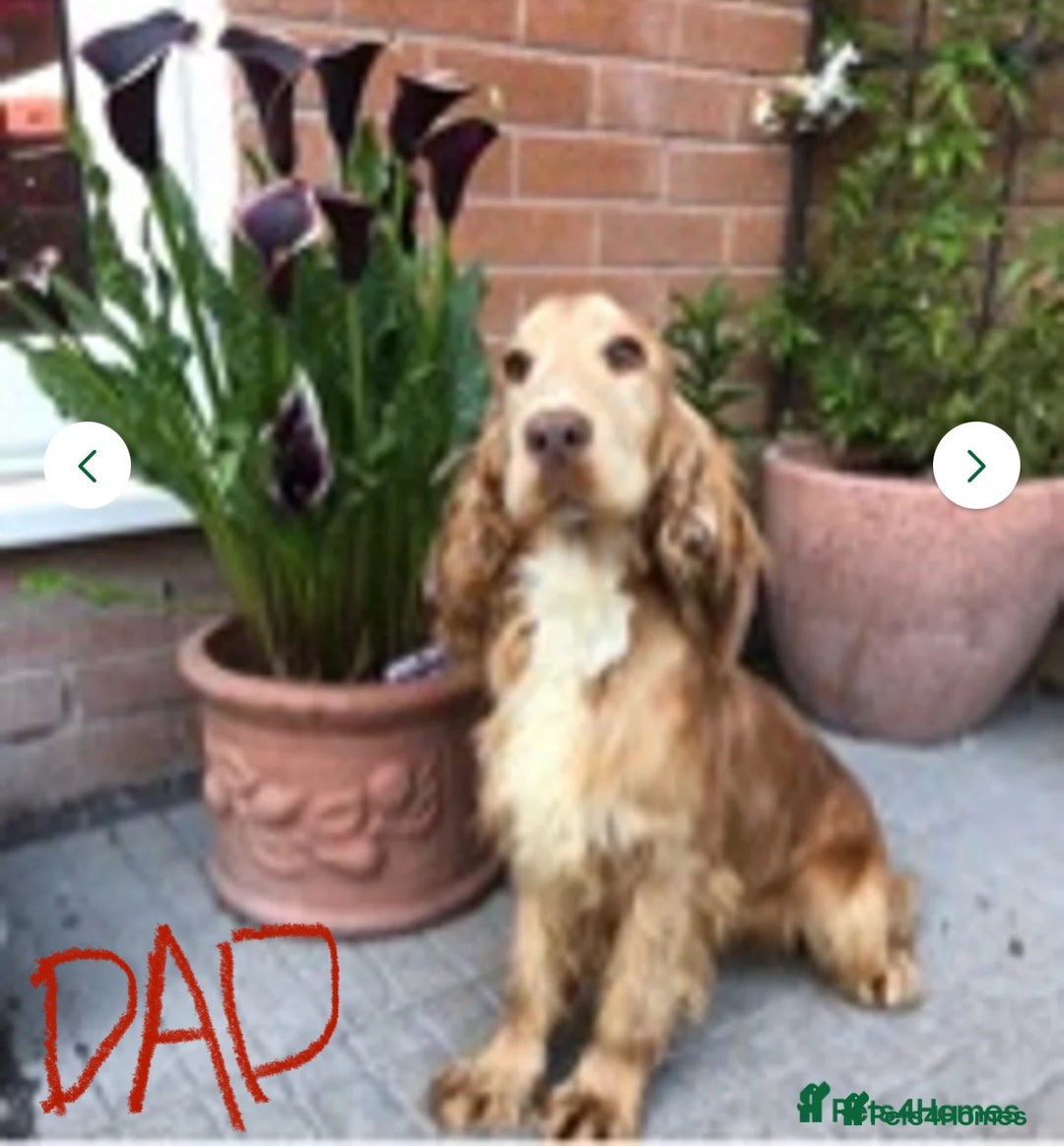 Cocker Spaniel dogs for sale: KC registered, health tested, Show cocker spaniels - Advert 22