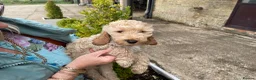 Cockapoo dogs for sale: COCKERPOO PUPS FROM 5 STAR LICENSED HOME BREEDER - Advert 3