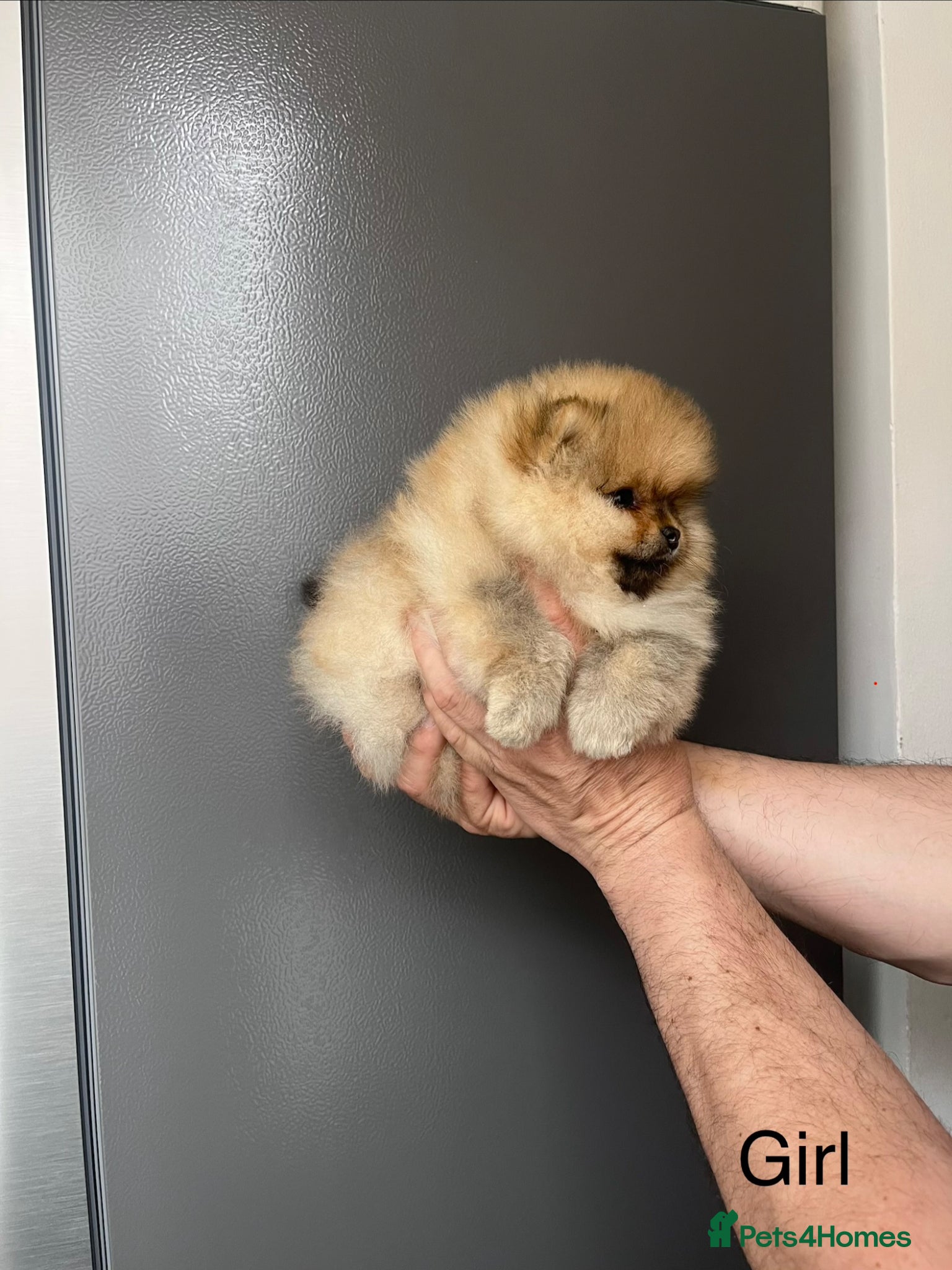 Pomeranian dogs 🔝Show Class🐻Tiny🏆Championship  - Advert 2