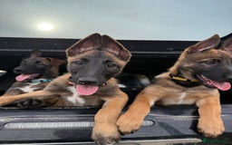 Belgian Shepherd Dog dogs for sale: Belgian Malinois puppies🐾 - Image 32