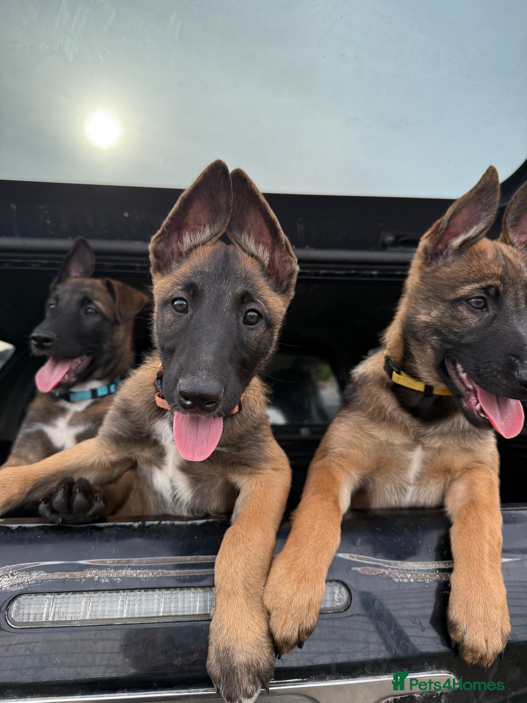 Belgian Shepherd Dog dogs for sale: Belgian Malinois puppies🐾 - Image 32