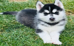 Pomsky dogs for sale:  Beautiful F2b Pomsky Puppies – Health Tested - Image 21