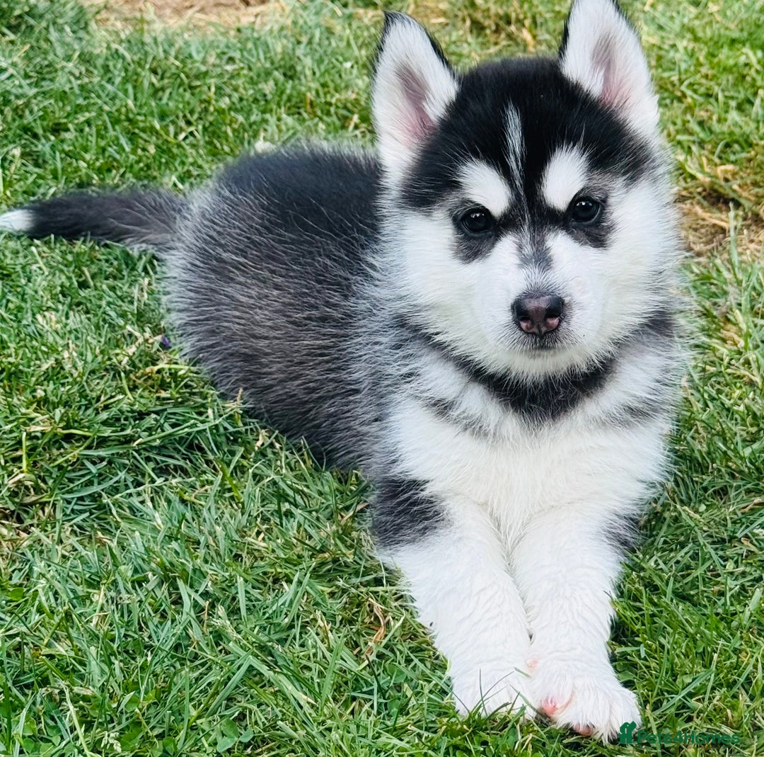 Pomsky dogs for sale:  Beautiful F2b Pomsky Puppies – Health Tested - Image 21