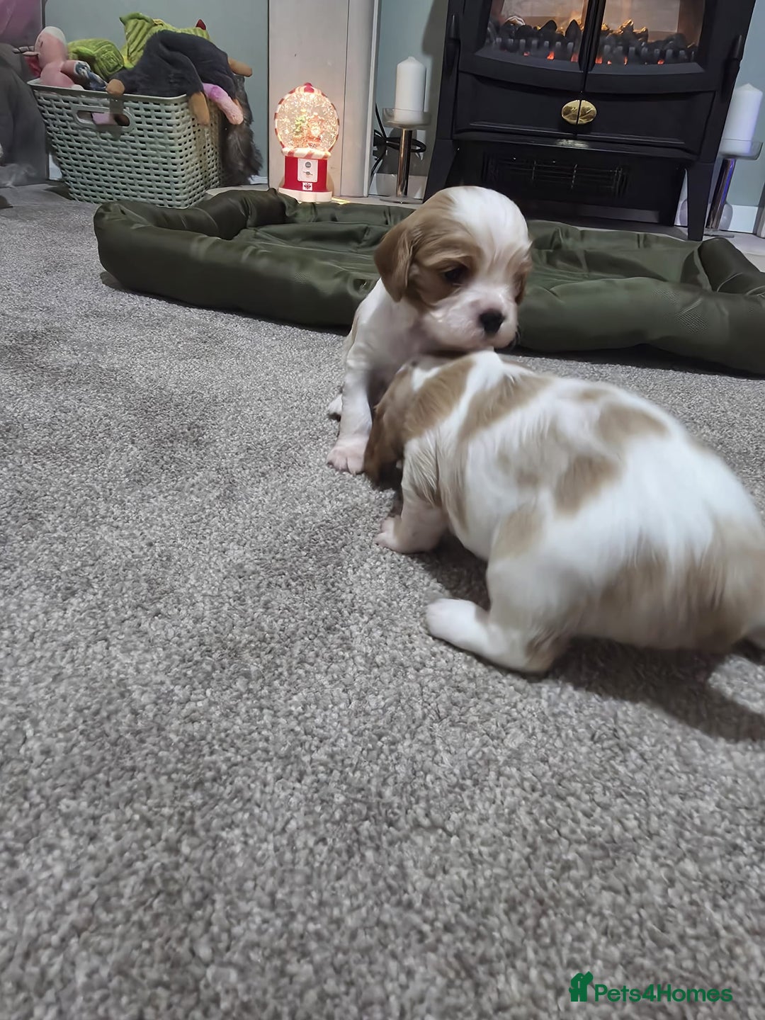 Cavalier King Charles Spaniel dogs for sale: Cavalier king charles puppies  - Advert 12