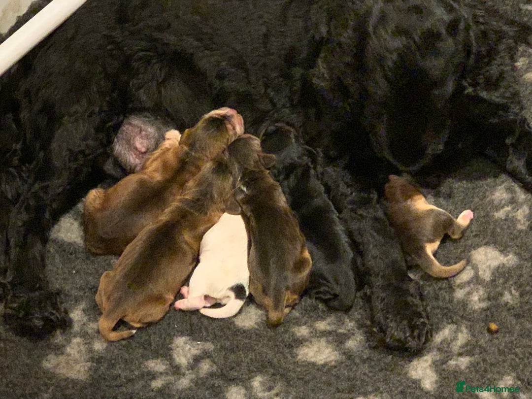 Cocker Spaniel dogs for sale: KC Reg Show Type Cocker Spaniel Puppies  - Image 4