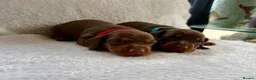 Miniature Dachshund dogs for sale: Beautiful miniature dachshund puppies  - Advert 1