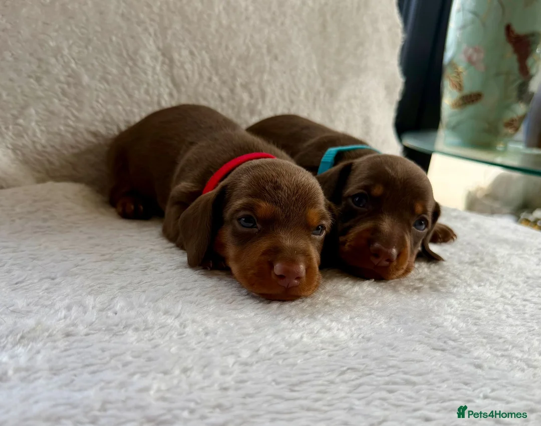 Miniature Dachshund dogs for sale: Beautiful miniature dachshund puppies  - Advert 1
