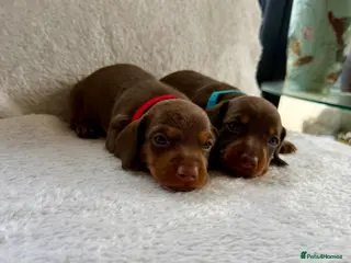 Miniature Dachshund dogs Beautiful miniature dachshund puppies - Advert 5