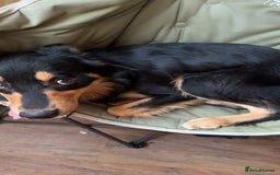 Welsh Collie dogs for sale: Beautiful Welsh Collie - Image 4