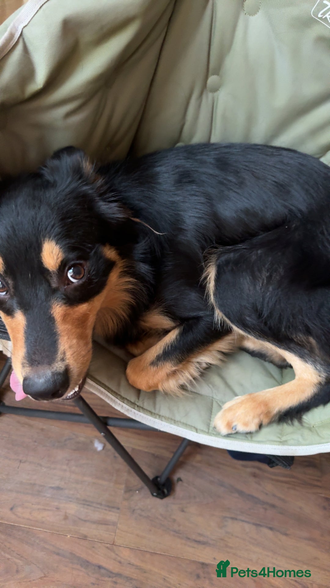 Welsh Collie dogs for sale: Beautiful Welsh Collie - Image 4