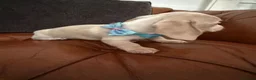 Miniature Dachshund dogs for sale: Beautiful Cream Dachshund Pups 5 ⭐ Licensed  - Advert 13