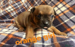 Staffordshire Bull Terrier dogs for sale: Red little one ❤️ - Image 24