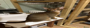 Abyssinian 2