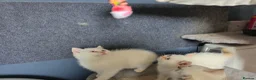 British Shorthair cats for sale: Beautiful British Shorthair girls available   in Basildon - Advert 32