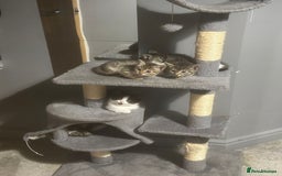 British Shorthair cats for sale: 7 kittens  - Image 17