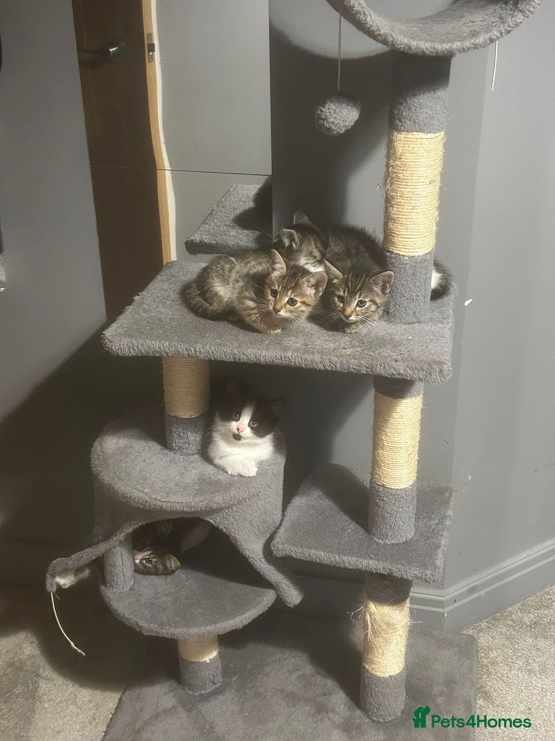 British Shorthair cats for sale: 7 kittens  - Image 17