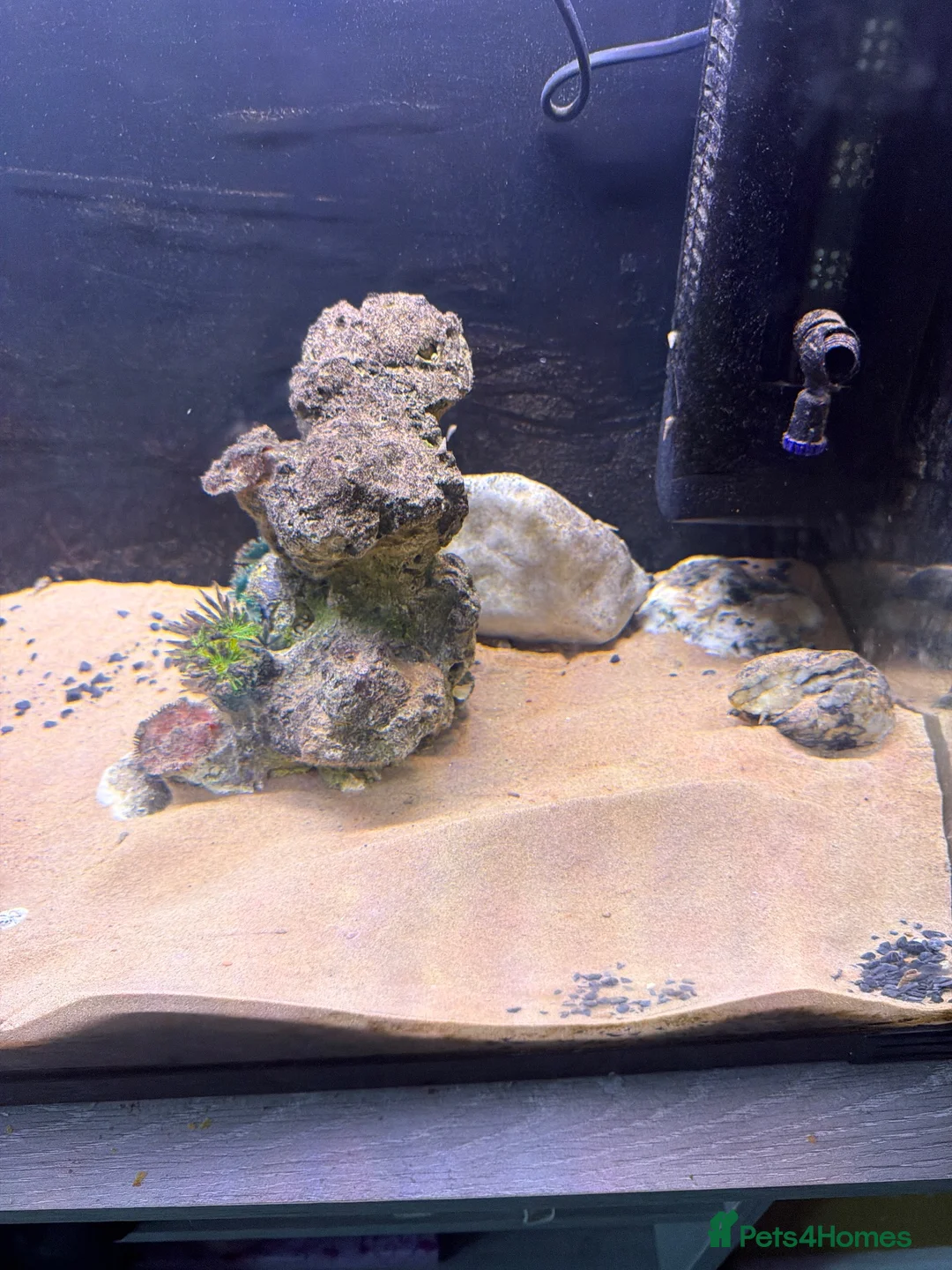 Angelfish fish for sale: 120 LITRE AQUA ONE FISH TANK in Coventry - Advert 1