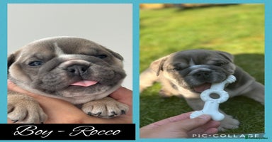English Bulldog dogs - Advert 3