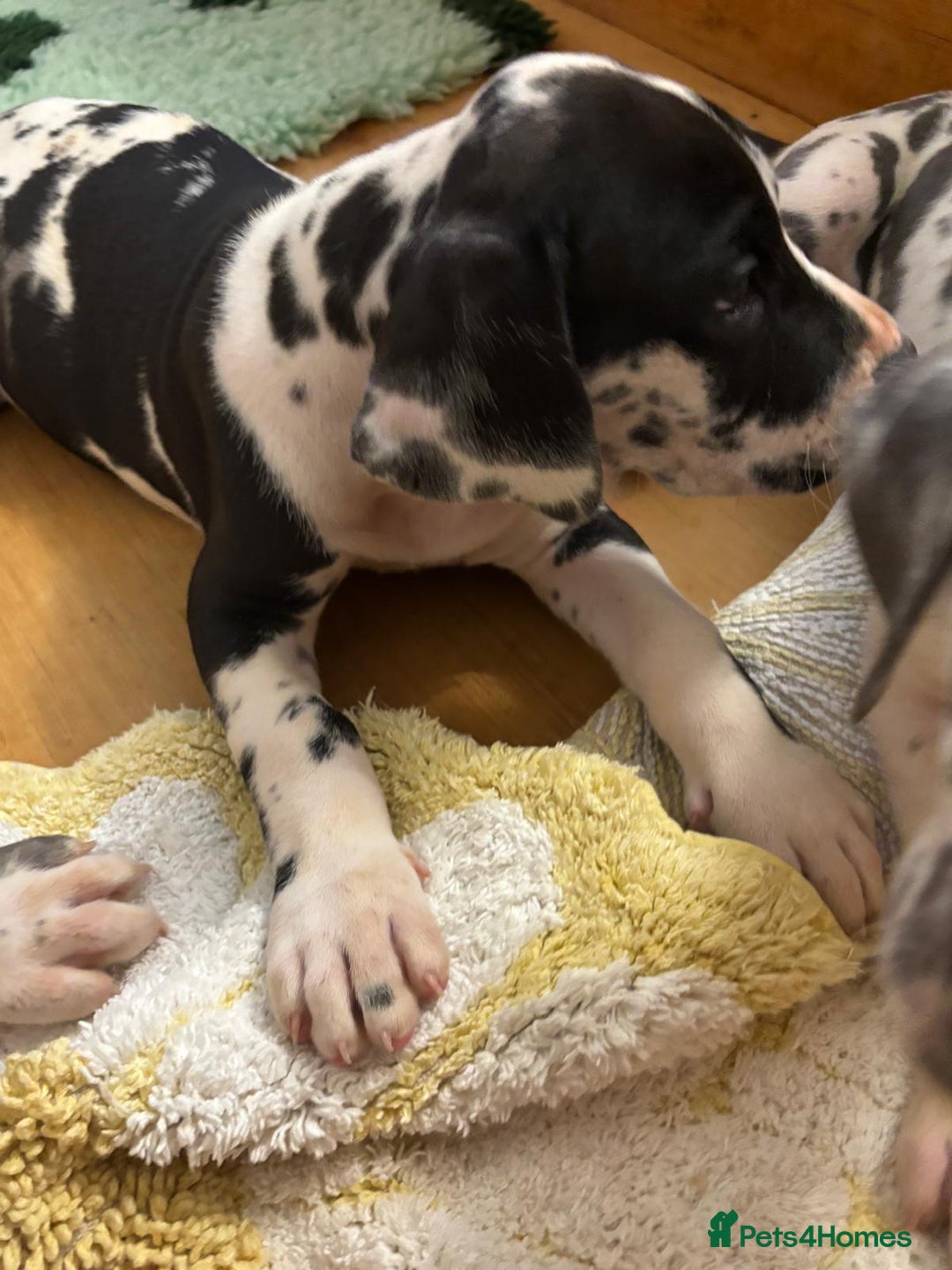 Great Dane dogs for sale: Purebred Great Dane Puppies – European Bloodline  - Advert 7