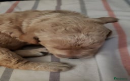 Labradoodle dogs for sale: Labradoodle puppies - Image 7