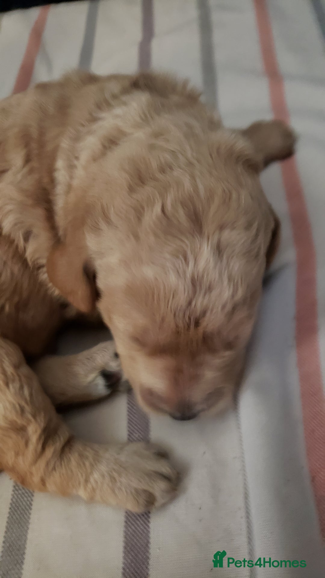 Labradoodle dogs for sale: Labradoodle puppies - Image 7