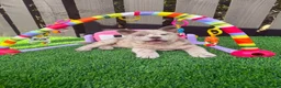 Chow Chow dogs for sale: Stunning Exotic colour chowski puppies for sale - Advert 35