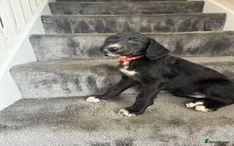 Mixed Breed dogs for sale: Lurcher puppies  - Image 18